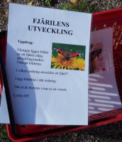 /album/bildgalleri/fjarilens-utv-jpg/